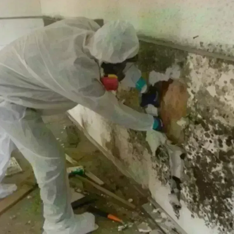 Mold Remediation and Removal in Oelwein, IA